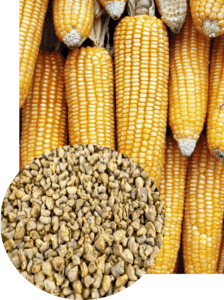 Close-up of corn cobs alongside Maizorb media, illustrating maize origin for surface finishing